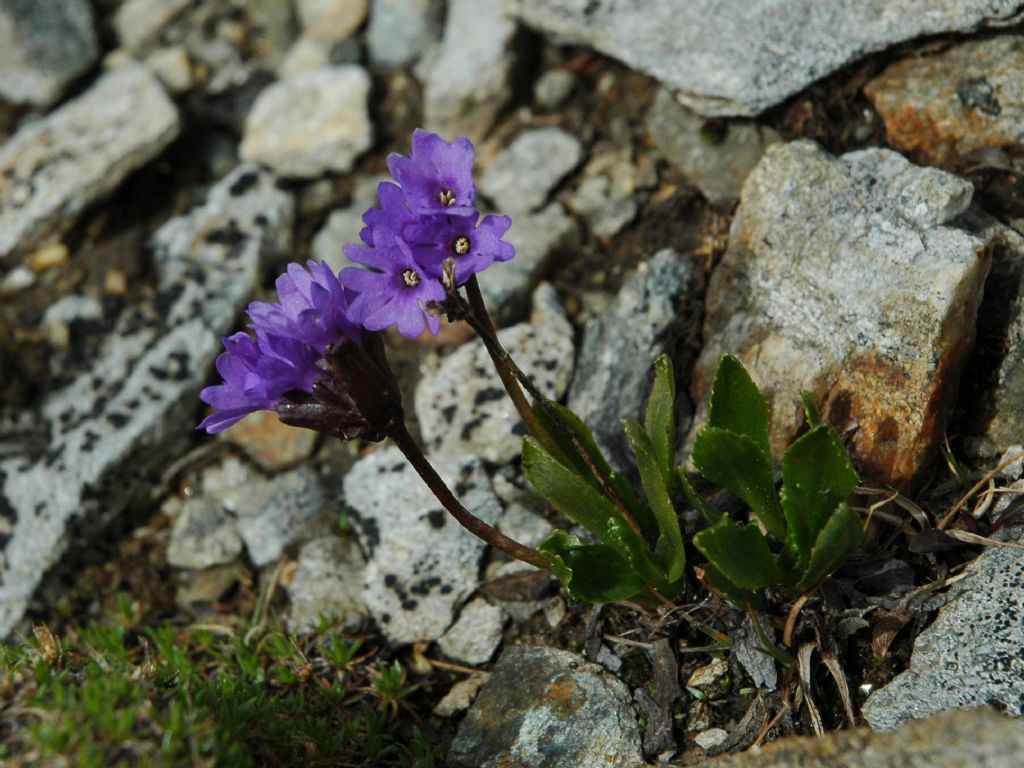Primula glutinosa
